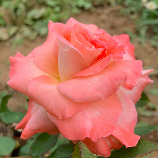 Rosa Shreveport (Grandiflora Rose)