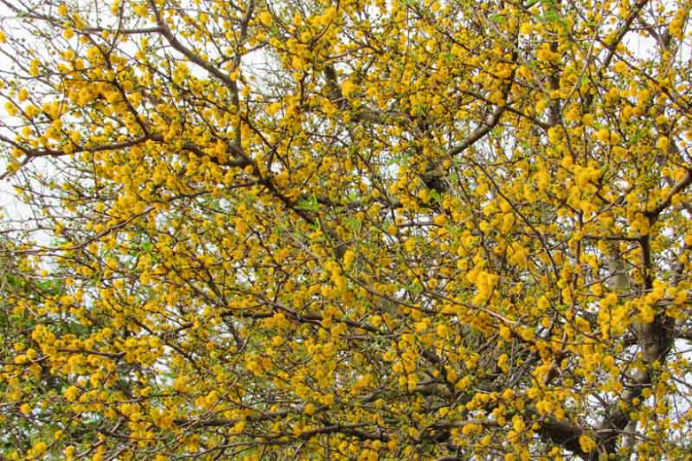 Acacia farnesiana (Sweet Acacia)