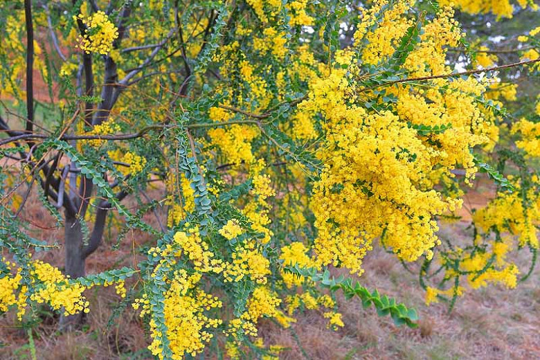 Acacia cultriformis (Knife Acacia)