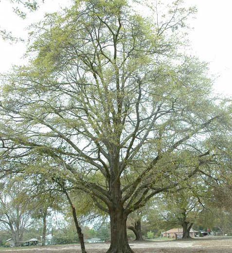 Quercus hemisphaerica (Darlington Oak)