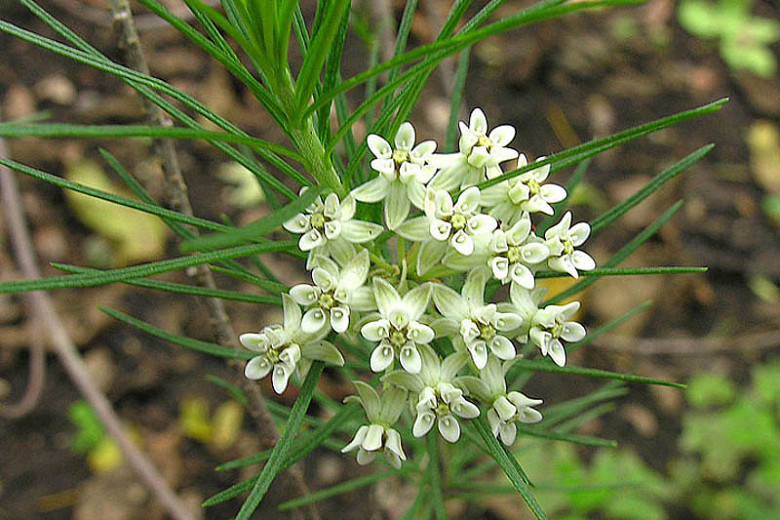 Asclepias linaria (Pine-Needle Milkweed)