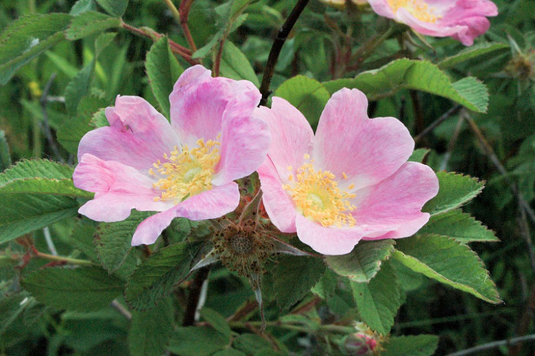 Rosa blanda (Early Wild Rose)
