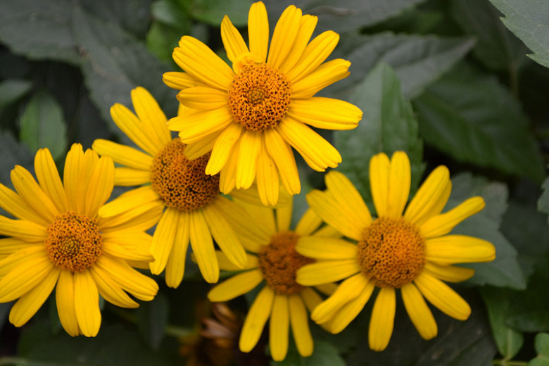 Heliopsis helianthoides (False Sunflower)