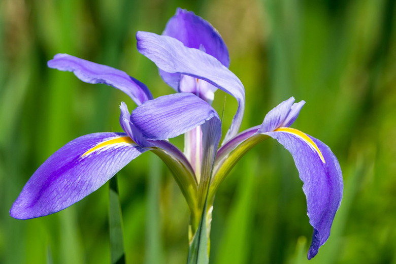 Iris brevicaulis (Zigzag Iris)