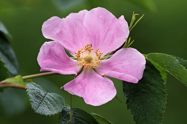 Rosa acicularis (Prickly Wild Rose)