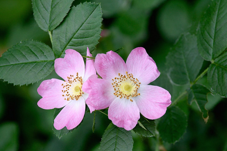Rosa gymnocarpa (Dwarf Rose)
