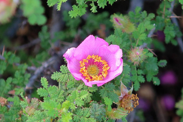 Rosa minutifolia (Small-Leaved Rose)