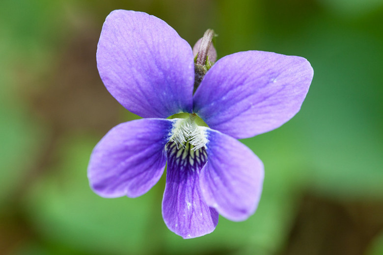 Viola adunca (Western Blue Violet)