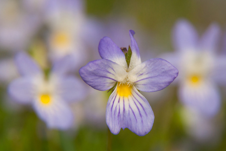 Viola bicolor (Field Pansy)