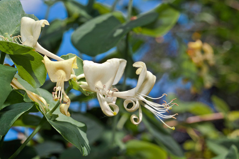Lonicera albiflora (White Honeysuckle)