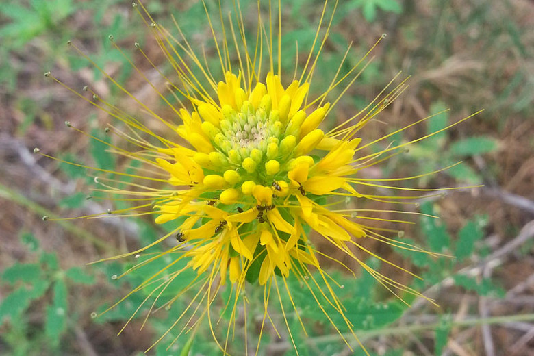 Cleome lutea (Yellow Beeplant)