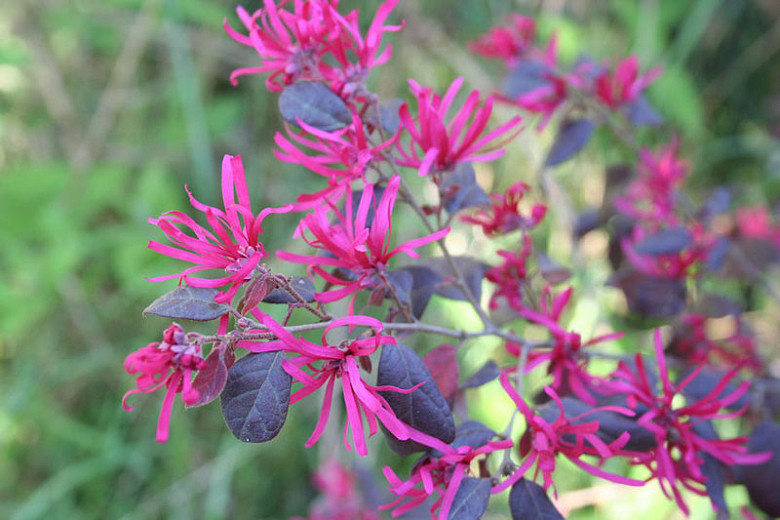 Loropetalum chinense var. rubrum Sizzling Pink (Chinese Fringe Flower)