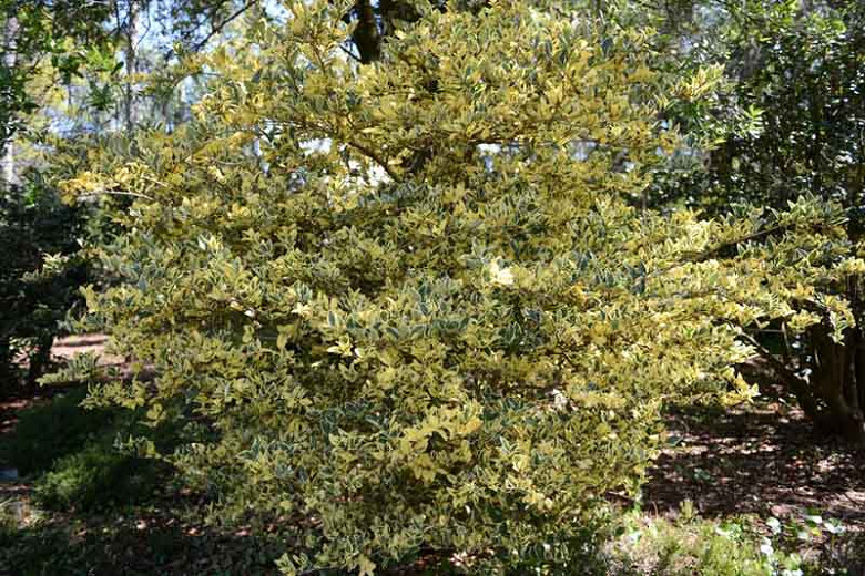 Ligustrum japonicum Variegatum (Japanese Privet)