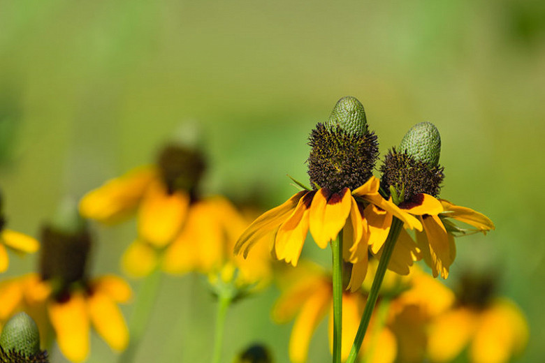 Dracopis amplexicaulis (Clasping Coneflower)