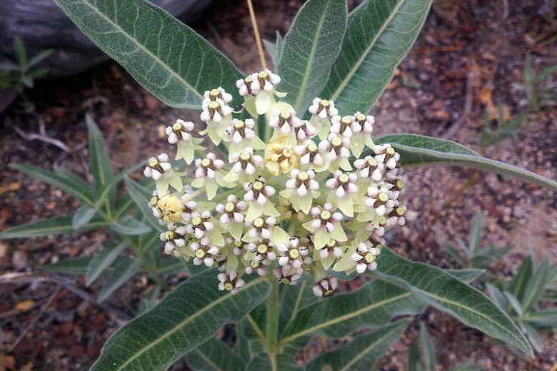 Asclepias eriocarpa (Woollypod Milkweed)