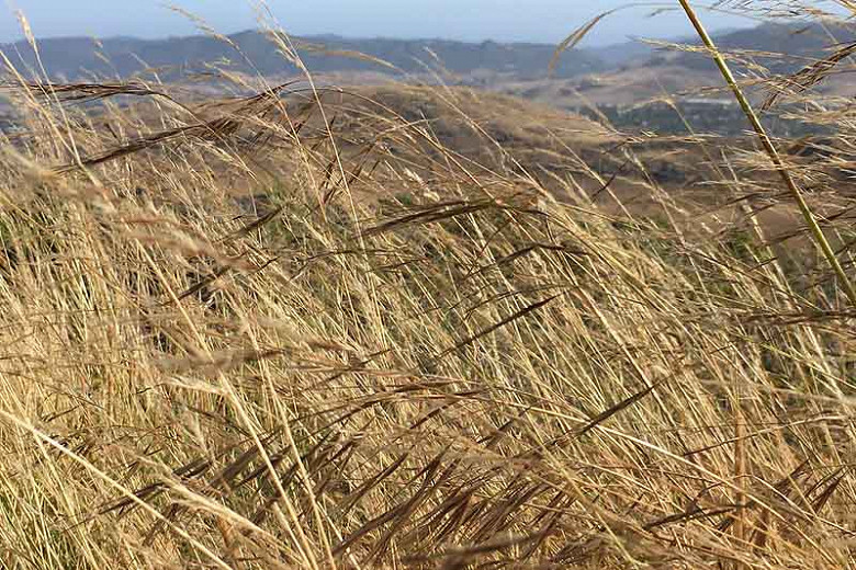 Nassella pulchra (Purple Needle Grass)