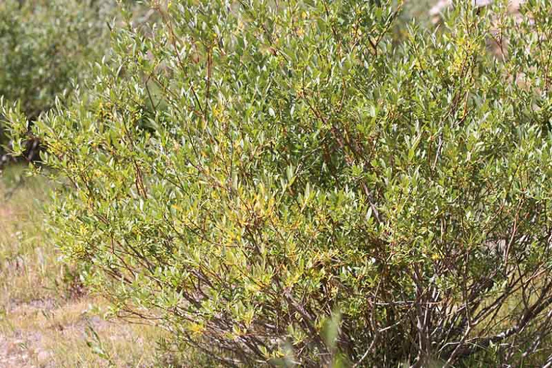 Salix exigua (Coyote Willow)