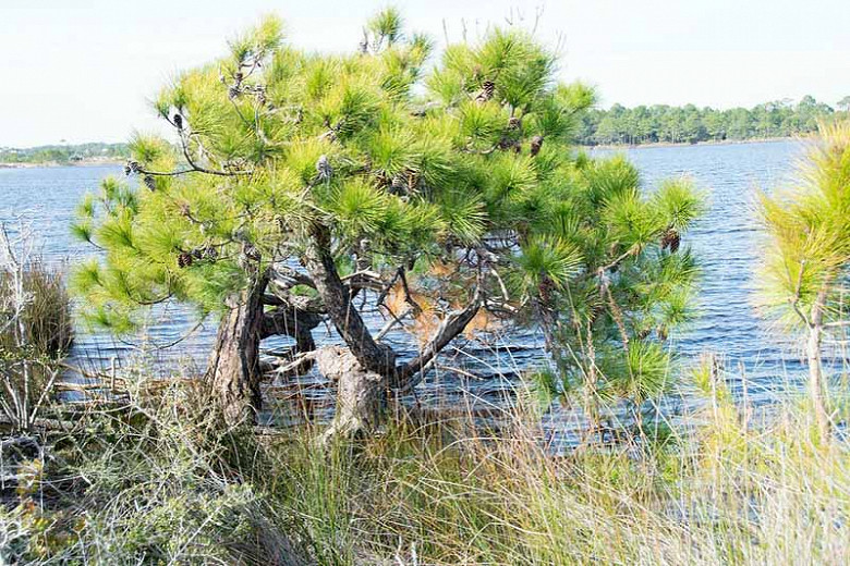 Pinus elliottii (Slash Pine)