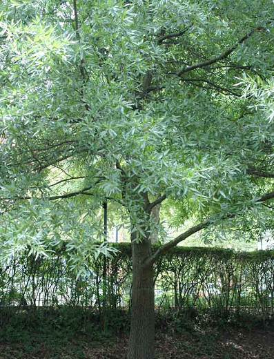 Quercus laurifolia (Laurel Oak)