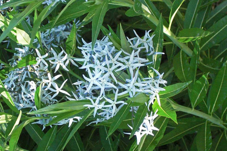 Amsonia ciliata (Fringed Blue Star)