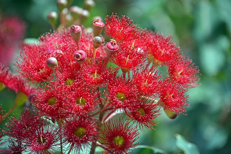 Corymbia ficifolia (Red Flowering Gum)