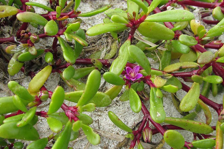 Sesuvium portulacastrum (Sea Purslane)