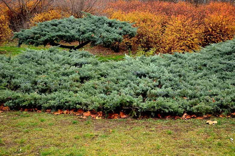 Juniperus communis (Common Juniper)