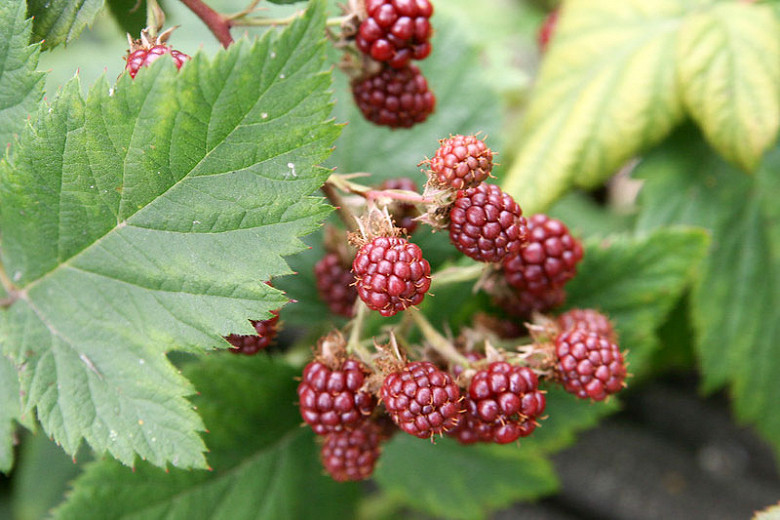Rubus canadensis (Smooth Blackberry)