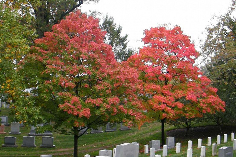 Acer floridanum (Florida Maple)