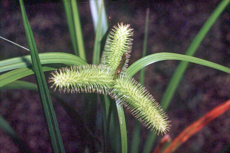 Carex comosa (Bristly Sedge)