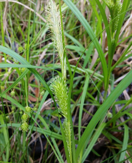 Carex lupulina (Hop Sedge)