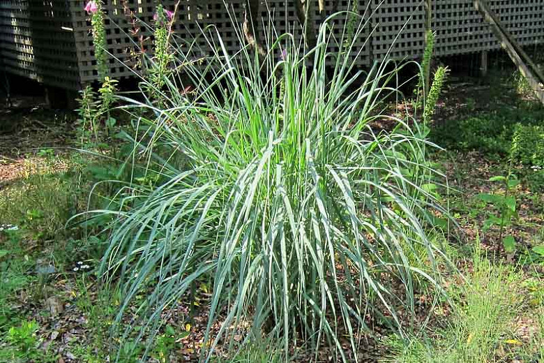 Panicum amarum (Bitter Switchgrass)