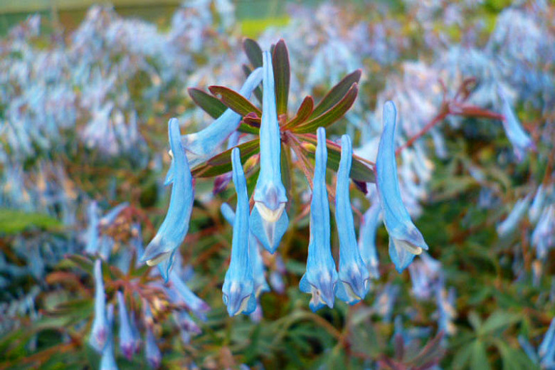 Corydalis flexuosa Porcelain Blue (Fumewort)