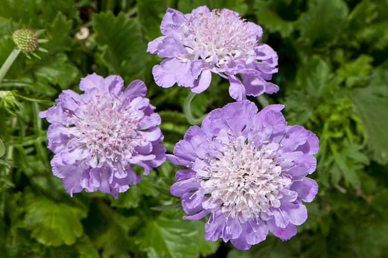 Scabiosa columbaria Giga® Blue (Pincushion Flower)