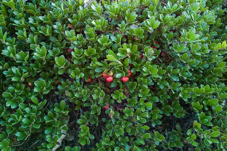 Arctostaphylos uva-ursi Massachusetts (Bearberry)