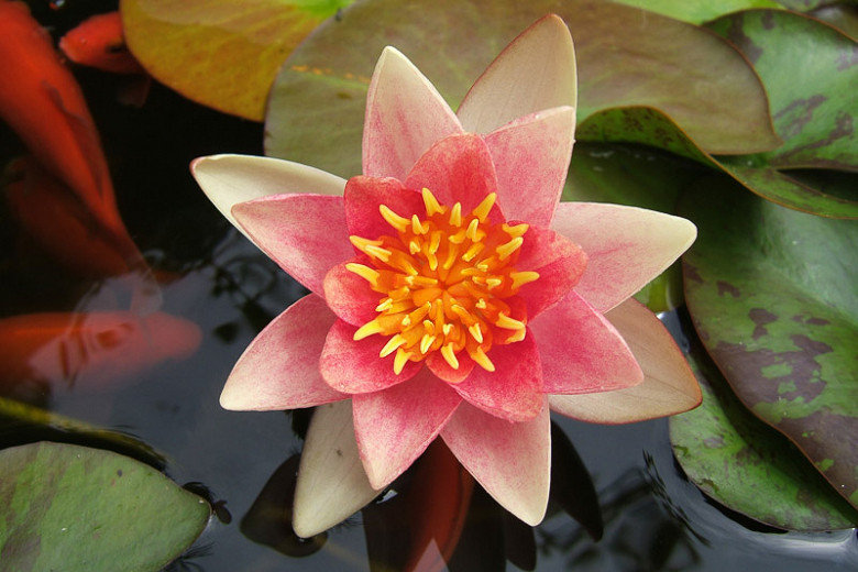 Nymphaea Aurora (Hardy Water Lily)