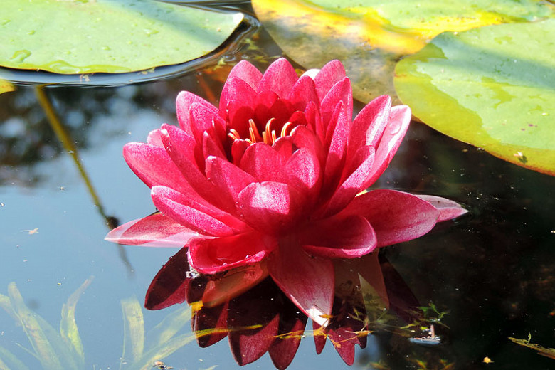 Nymphaea Conqueror (Hardy Water Lily)