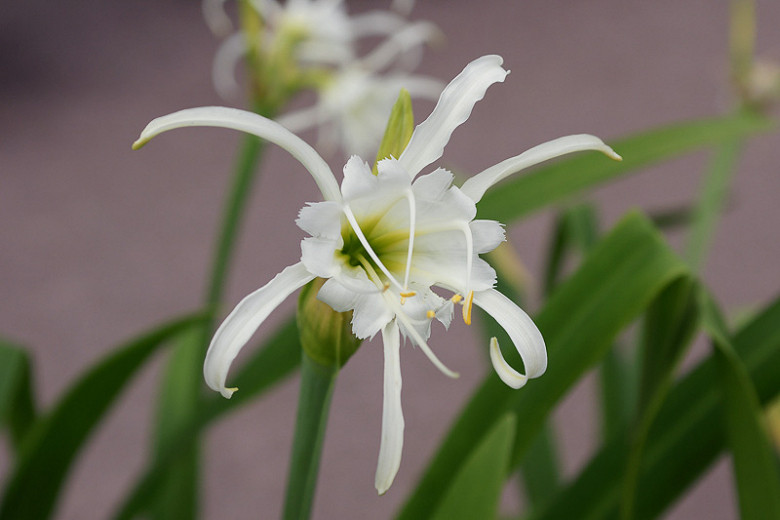 Hymenocallis liriosme (Western Marsh Spider Lily)