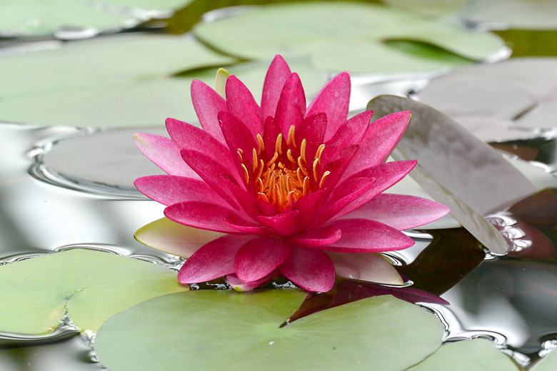 Nymphaea Attraction (Hardy Water Lily)