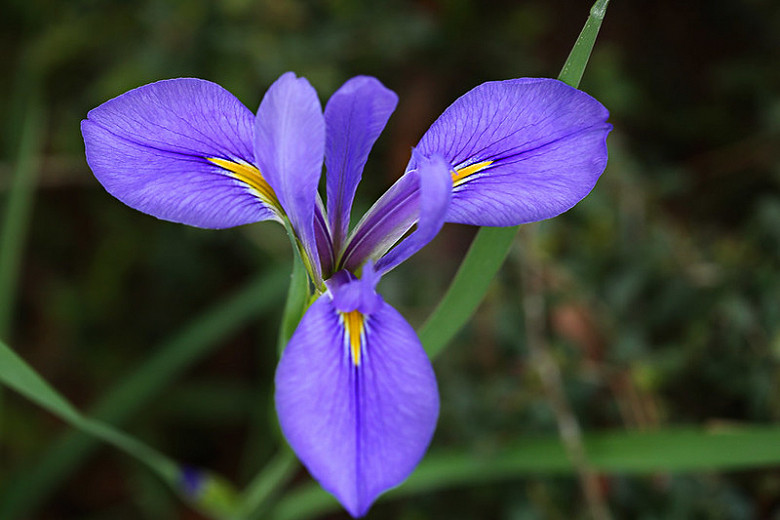 Iris hexagona (Dixie Iris)