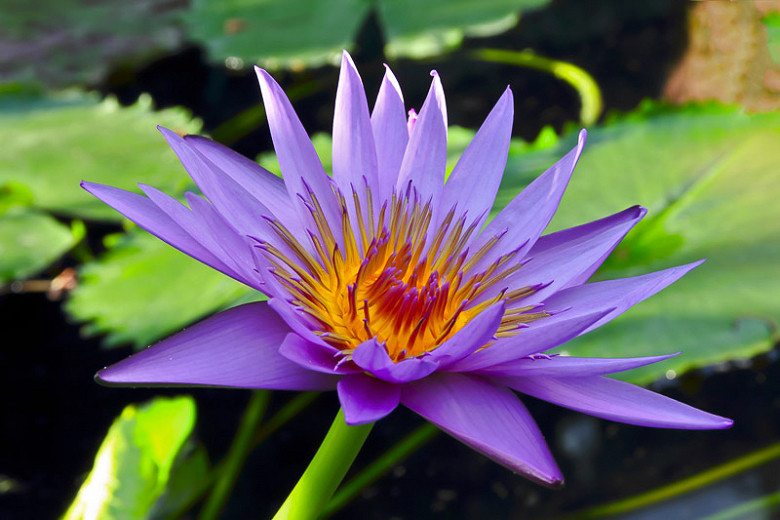 Nymphaea August Koch (Tropical Water Lily)