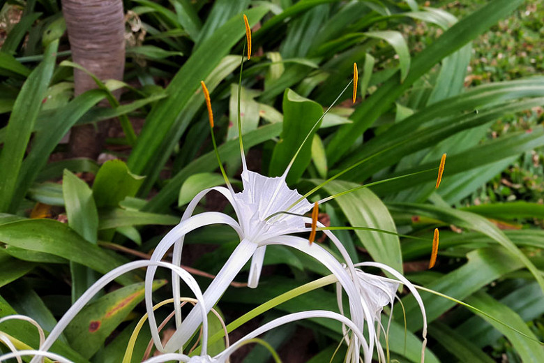 Hymenocallis occidentalis (Northern Spider Lily)