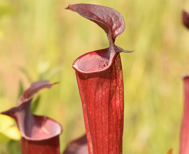 Sarracenia rubra (Sweet Pitcher Plant)