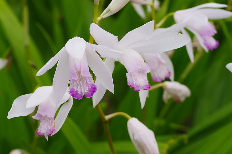Bletilla striata Kuchibeni (Chinese Ground Orchid)