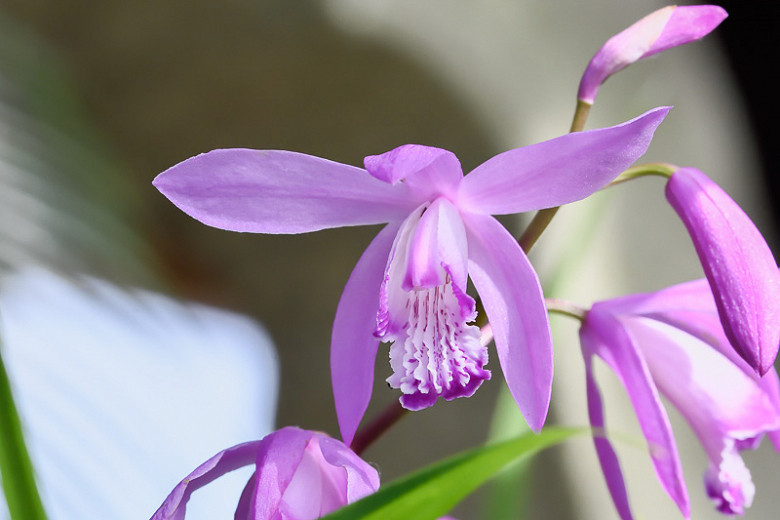 Bletilla striata Big Bob (Chinese Ground Orchid)