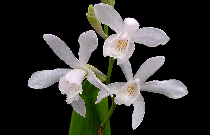 Bletilla striata Alba (Chinese Ground Orchid)