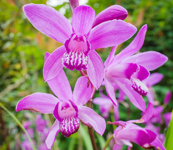 Bletilla striata Shi-Ran (Chinese Ground Orchid)