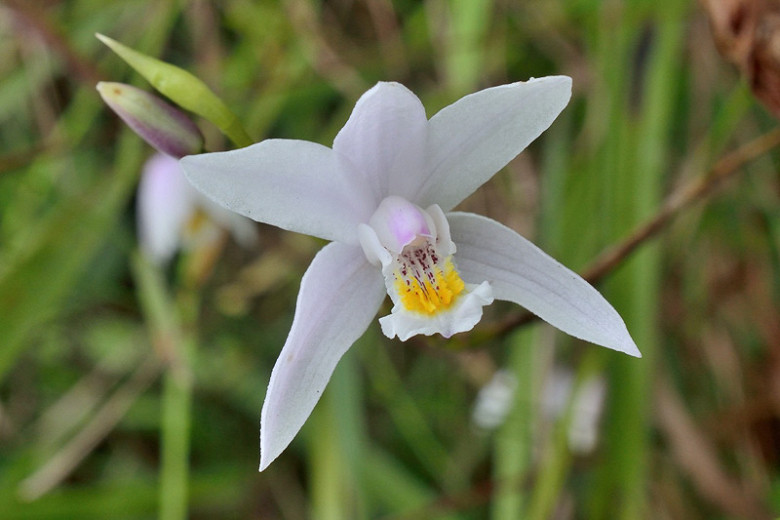 Bletilla formosana (Taiwan Ground Orchid)