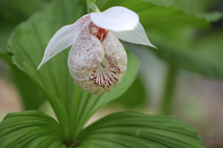 Cypripedium japonicum (Japanese Lady Slipper Orchid)
