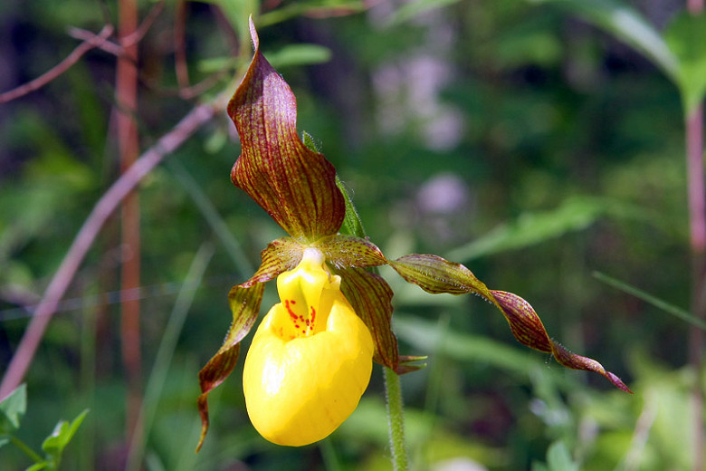Cypripedium Hank Small gx (Ladys Slipper Orchid)